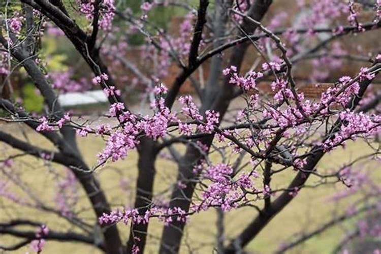 吉星高照打一生肖