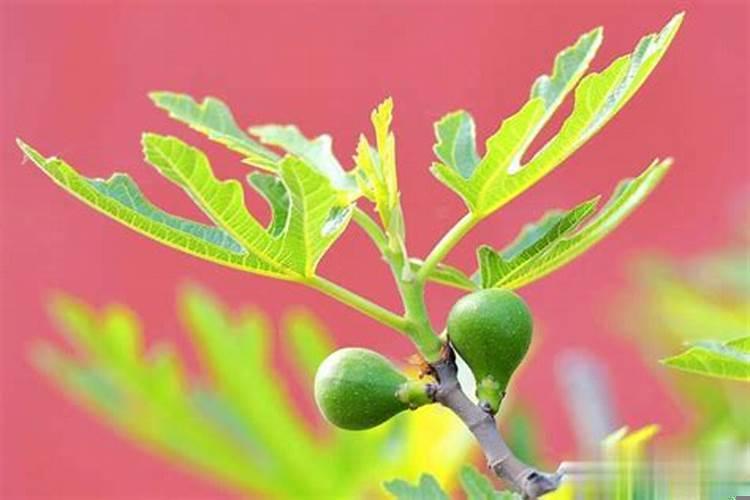 院子里栽无花果好吗