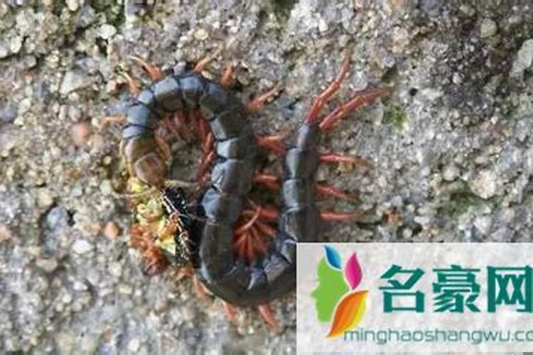家里进了一条蜈蚣怎么找到它