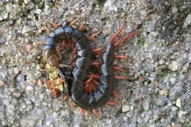 家里进了一条蜈蚣怎么找到它