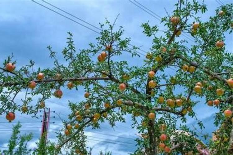 家门口栽什么果树好旺财