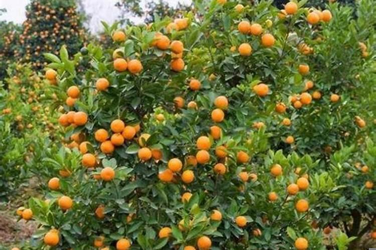 家门口栽什么果树好旺财