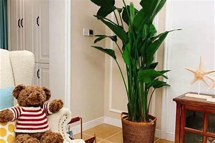 房间里放什么绿植风水好