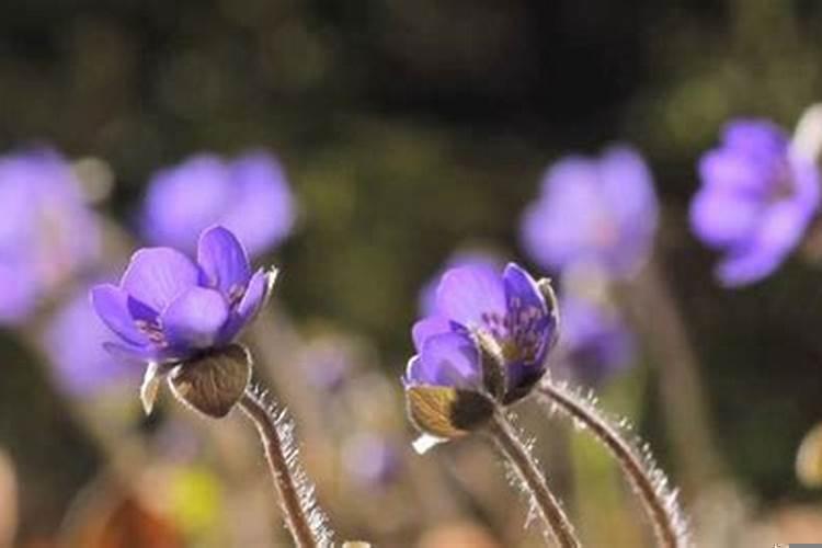 农历几日出生的女人大富大贵